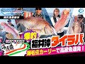 【タイラバ】タイラバ最強トレーラーはコレ!