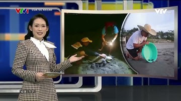 TỪ SĂN TRỘM RÙA BIỂN TRỞ THÀNH NGƯỜI BẢO TỒN