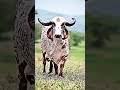 Jay Shri Gau Mata #cow #ytshorts #viral #gaumata