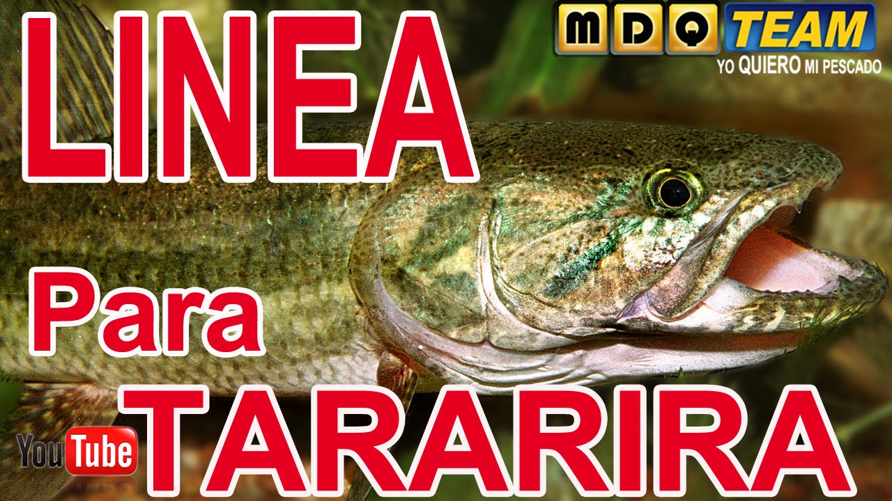 Armado de linea para tarariras