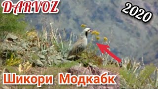 Модкабк Шикор бо MP3 дар н. Дарвоз 2020. Горная Куропатка (Кеклик) в Таджикистане Дарваз 2020