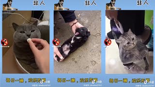 Tổng Hợp Meme Chó Mèo  Funny Cat Videos to Keep You Smiling || DOUYIN