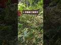 【有害鳥獣捕獲】くくり罠の見回り