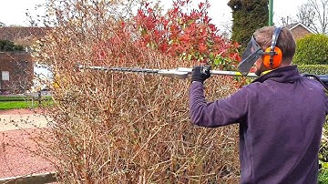 Trimming Fuchsia Bush on Spring