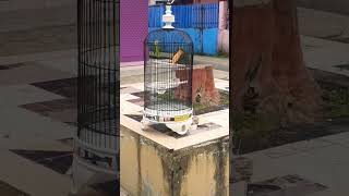 kenari loper habis mabung