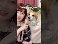 お味はいかが?🐕NGシーン #コーギーのいる暮らし #歌ってみた #大塚愛