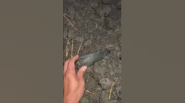 Bắt cá rô đồng mùa mưa tập 3