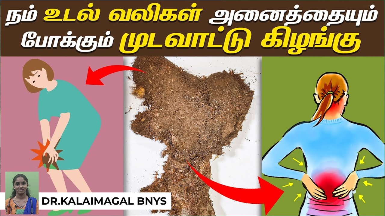 பல வகை வலிகளுக்கு முடவாட்டு கிழங்கு பயன்கள் | சைவ ஆட்டுக்கால் கிழங்கு | Mudavattukal Kilangu