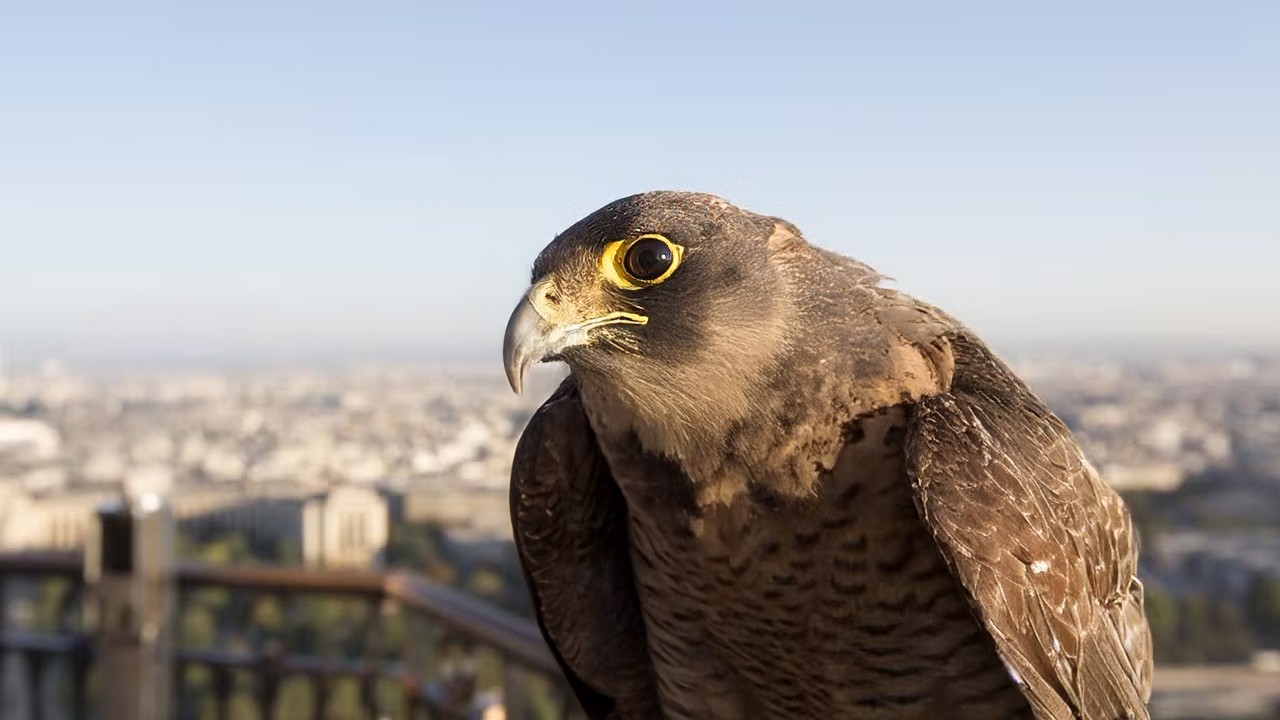 L'Ile-de-France, une nature insoupçonnée