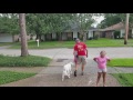 DIY Dog Training: Teaching a dog how to walk on a leash (leash pressure) DIY Dog Training: Teaching a dog how to walk on a leash (leash pressure)