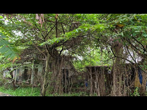 MAGICAL TRANSFORMATION The abandoned house is no longer a forest after I clear the trees