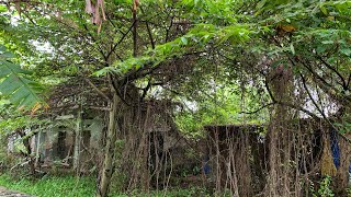 MAGICAL TRANSFORMATION The abandoned house is no longer a forest after I clear the trees