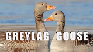 GREYLAG GOOSE birds during breeding season by Wildlife World 1,668 views 1 month ago 7 minutes, 45 seconds