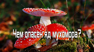 ЧЕМ ОПАСЕН ЯД МУХОМОРА? МУХОМОР – ЦАРЬ ГРИБОВ. ЛЕЧЕБНЫЕ СВОЙСТВА И ВРЕД
