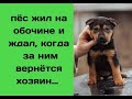 В ожидании хозяина, пёс перезимовал на обочине трассы и никого к себе не подпускал…