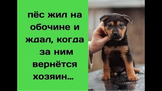 В ожидании хозяина, пёс перезимовал на обочине трассы и никого к себе не подпускал…