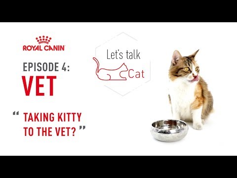 Let's Talk Cat | Ep 4: Taking Kitty To The Vet