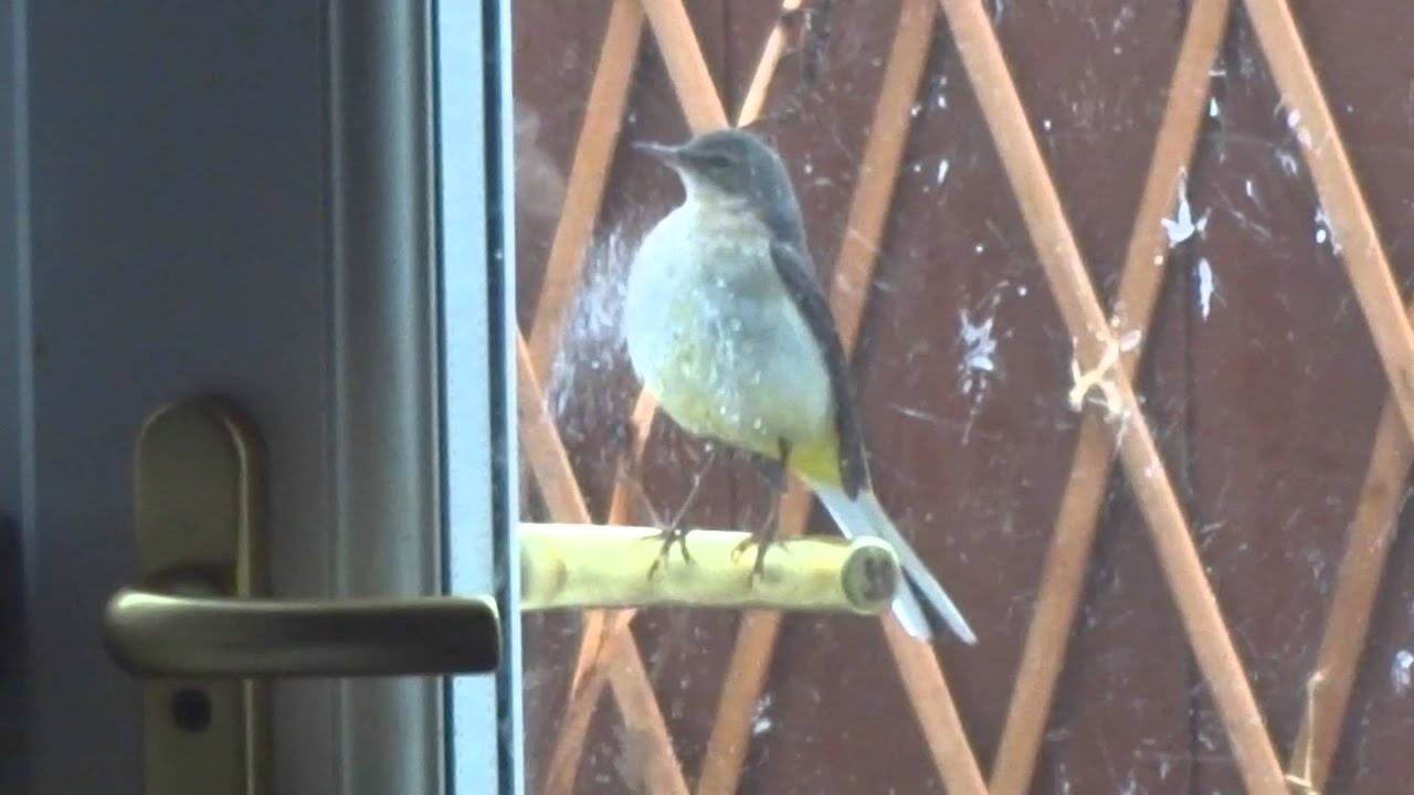 Grey Wagtail at my window 
