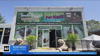 Sloth Encounters exotic pet store faces legal challenges
