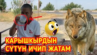 Шок😱 Карышкырдын сүтүн ичип жатам дейт| Бауржан