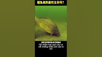 Bài mồi câu cá chép bằng ngô - làm mồi câu cá chép bằng ngô hiệu quả cao câu cá lớn #fishing