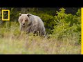 People and Bears Live in Harmony in This Wildlife-Friendly Town | Short Film Showcase