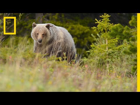 Video: Ar chaparralėje gyvena lokiai?