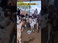 Bakro Ki Unloading Shuru - Deonar Update #bakraeid #bakraeid2026 #bakraeidspecial #deonarmandi