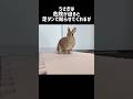 マニアックすぎて全く役に立たないうさぎの雑学②　#雑学 #rabbit #うさぎ