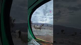 View from our tent ⛺️ #oman  #jabalshams  #mountain  #sheep