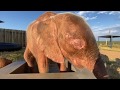 The adventures of Khanyisa, the albino elephant orphan, and the hosepipe!