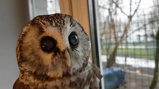 The health of Chuchundriy the boreal owl. A blind owl.