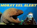 MORAY EEL & SCUBA DIVING 30 METERS DOWN IN FETHIYE