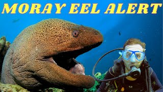 MORAY EEL &amp; SCUBA DIVING 30 METERS DOWN IN FETHIYE