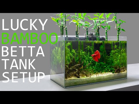 Building a Lucky Bamboo Betta Aquarium!