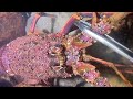 Diving under the sea to catch eels, crabs and sea cucumbers | Part 102-1