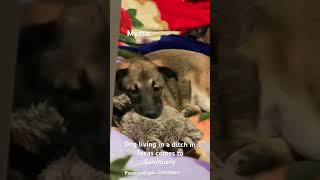 Welcome Baby Paws And Tails Sanctuary