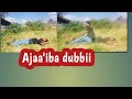 Ajaa'iba eee!!!