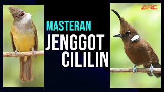 MASTERAN CUCAK JENGGOT VS CILILIN