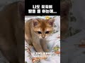 꾹꾹이 #고양이 #고양이일상