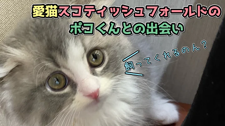 Watch the video about [Scottish Fold kitten ①] The fateful encounter between the owner and his beloved cat, Poco, is emo.