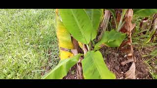 Gros Michel Banana Update 9 27 21 Choke Doing Well Others Getting Big