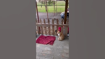 Cat scratches on the window screen