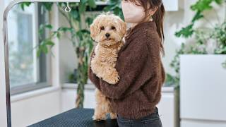 また抱きついてしまうマルプー!初トリミングぶりの再会/1歳記念トリミング