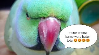 parrot talking