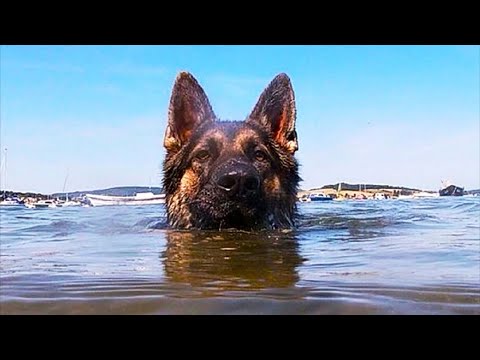 Видео: Спасители за кучета