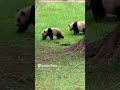 Pandas