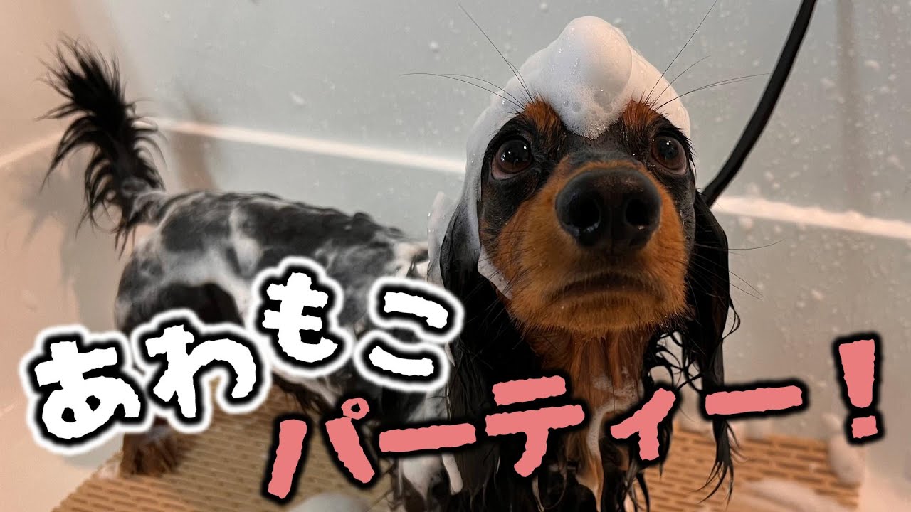 【衝撃の可愛さ】あわもこダックス、お風呂で溶ける【Dog Salon QC】