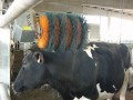E-Brush (Cow Brush) - Spazzola per bovine - Spazzole per bovini - Parte.01
