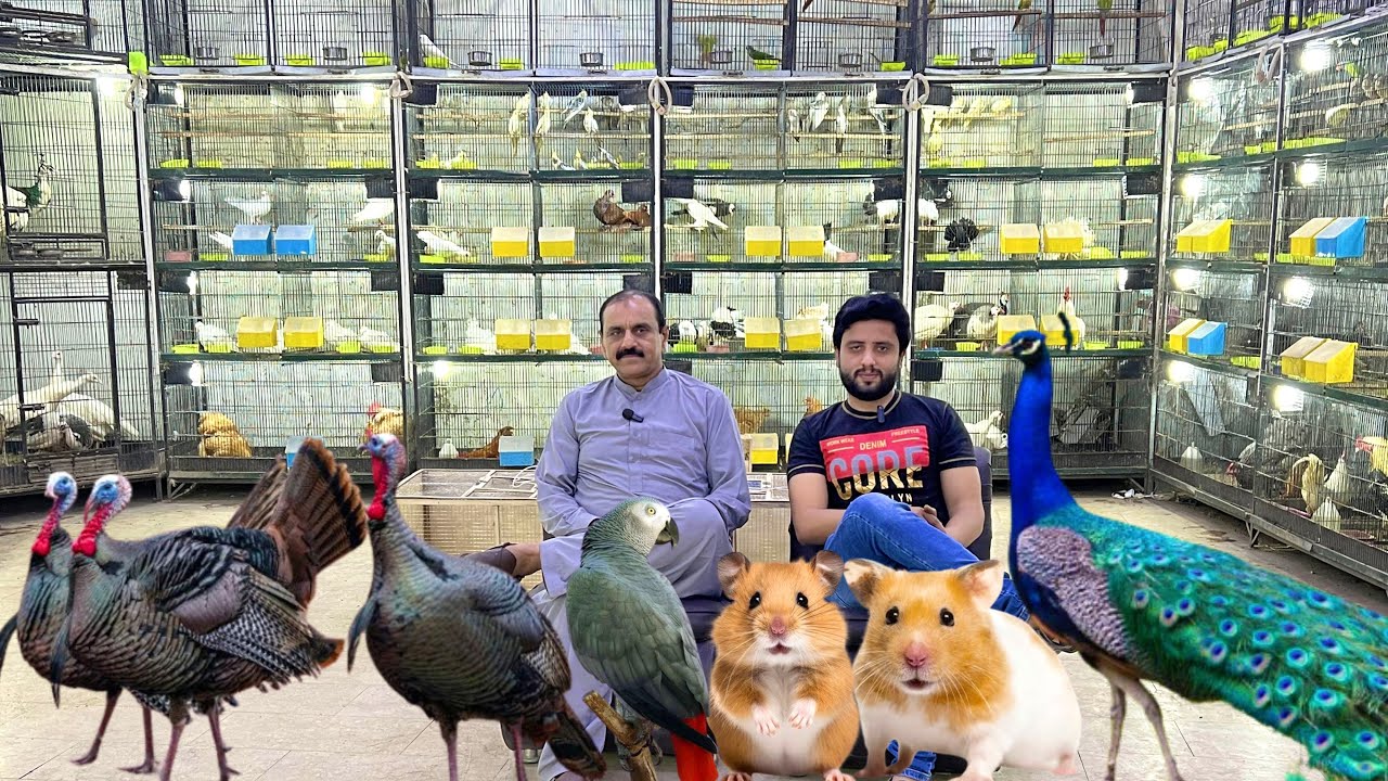 Multan Birds Market Rasheedabad 21 July 2025 | pakistan bird market | Mustaq Bhai